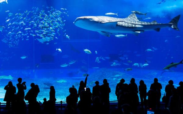 介绍一款“牵手跑胡子开挂方法”其实确实有挂