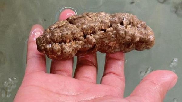 这种海洋生物可以对抗癌症，但看起来像坨屎