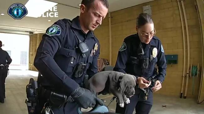 In this Wednesday, Sept. 6, 2023, video image provided by the Irvine Police Department, Irvine police officers hold a pit bull puppy they believe may have gotten into its owners' fentanyl stash in Irvine, Calif. The puppy was administered an overdose-reversing drug and is recovering, officials said. The dog's owners, a man and a woman, were arrested and could face charges including drug possession and animal cruelty, according to the Irvine Police Department. (Irvine Police Department via AP)