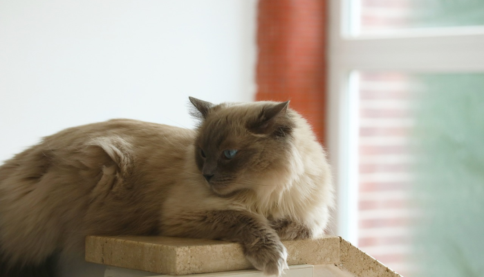 减压项目通常依赖于狗猫呢？