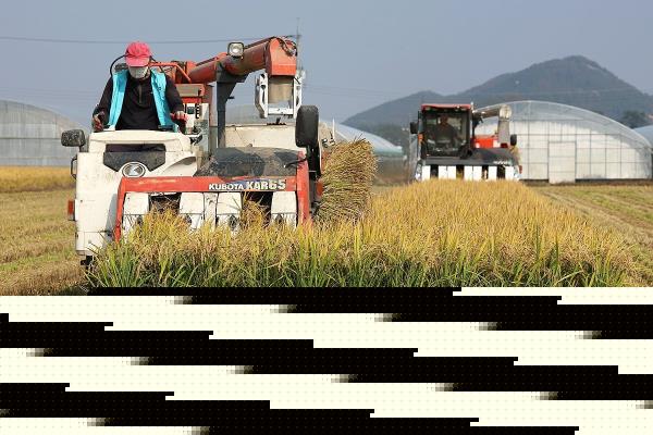 A farmer harvests rice at a farm in the southwestern city of Gwangju, in this file photo taken Oct. 26, 2023. (Yonhap)