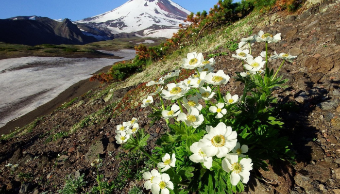 俄罗斯不安分的巨人：堪察加半岛的火山活动