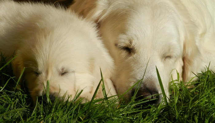 这只金毛猎犬正在印第安纳动物园照顾三只被母亲遗弃的非洲彩绘狗幼崽