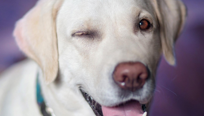 非法野生动物贸易已成为“世界上最大的犯罪活动之一” 非法野生动物贸易已成为“世界上最大的犯罪活动之一”
