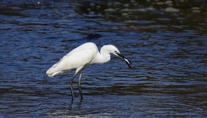 非法野生动物贸易已成为“世界上最大的犯罪活动之一” 非法野生动物贸易已成为“世界上最大的犯罪活动之一”