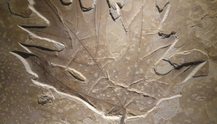 一瞥灭绝:科学家们发现了恐龙时代末期的非凡化石 一瞥灭绝:科学家们发现了恐龙时代末期的非凡化石