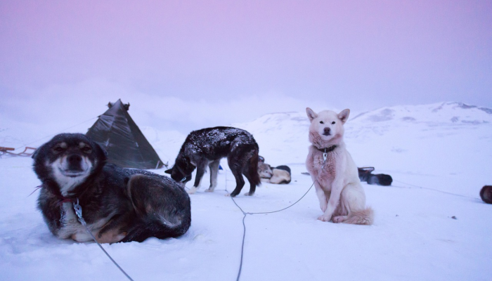 禽流感导致秘鲁保护区的海狮和数千只鹈鹕死亡