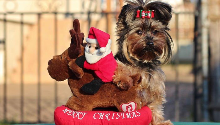 西南地区的短尾矮袋鼠将成为当地环保慈善机构圣诞节活动的焦点 西南地区的短尾矮袋鼠将成为当地环保慈善机构圣诞节活动的焦点