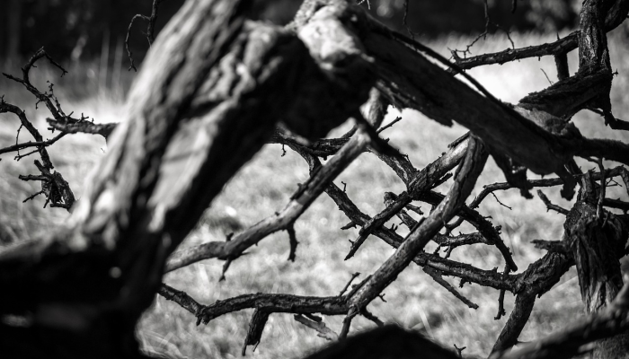 科学家揭开了津巴布韦大象神秘死亡的原因