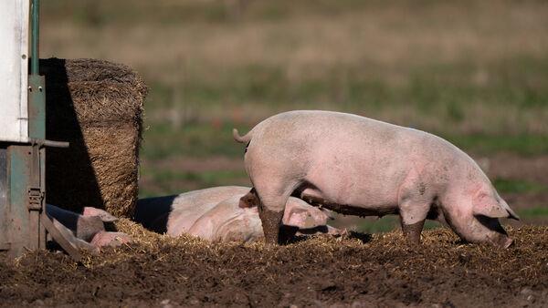 First human case of swine flu strain H1N2 detected in UK