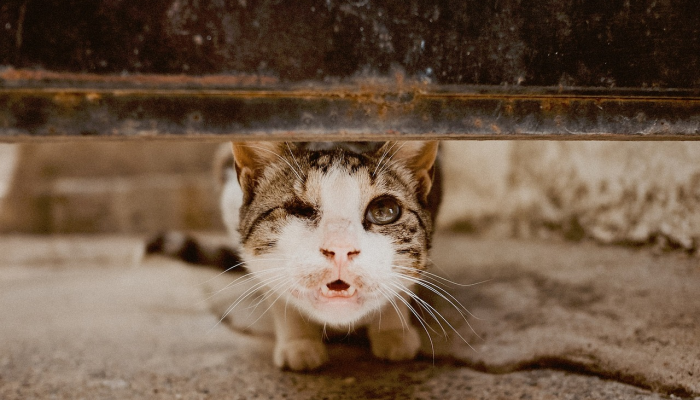 猫主人必须遵守新法律，否则将面临高达500英镑的罚款