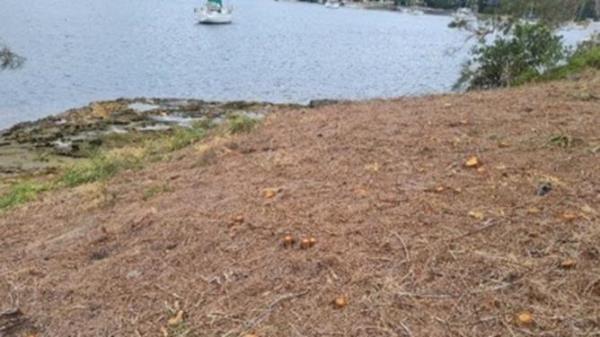 Tree vandalism Longueville. Picture: Lane Cove Council
