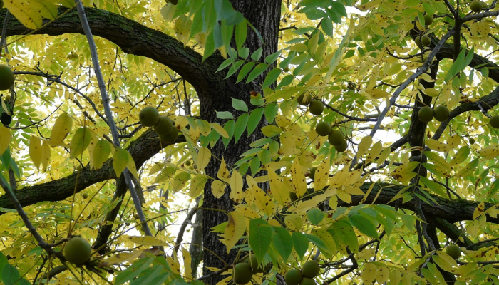 肯尼亚农作物歉收，转基因之争愈演愈烈