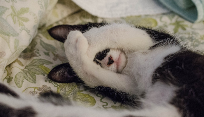 沃尔玛的工作人员听到雨水排水沟深处传来的哭声看可爱的小动物的救援 沃尔玛的工作人员听到雨水排水沟深处传来的哭声看可爱的小动物的救援
