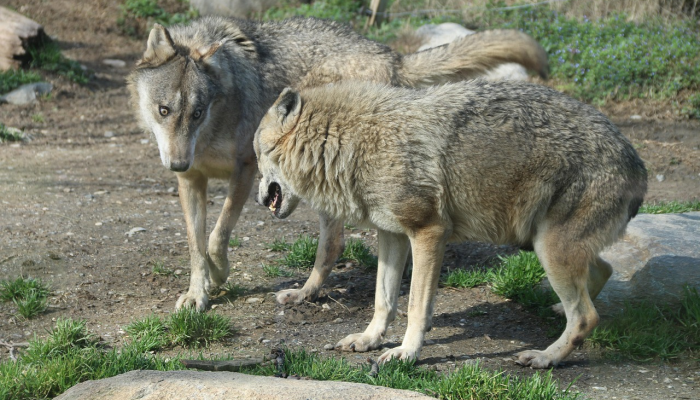 狗和狐狸的秘密生活:每日科技播客 狗和狐狸的秘密生活:每日科技播客