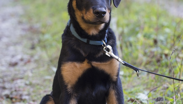 狗和狐狸的秘密生活:每日科技播客 狗和狐狸的秘密生活:每日科技播客