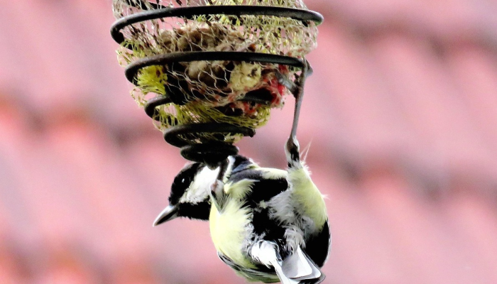 最新教你“新青鸟有挂吗”详细开挂玩法 最新教你“新青鸟有挂吗”详细开挂玩法