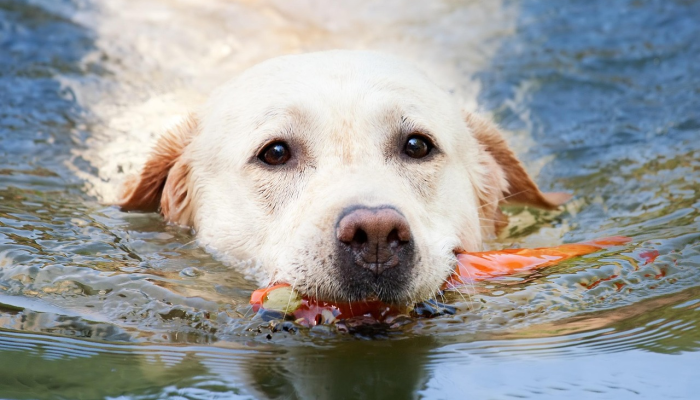 辅助神器“哈狗麻将可以开挂吗!详细分享装挂步骤 辅助神器“哈狗麻将可以开挂吗!详细分享装挂步骤
