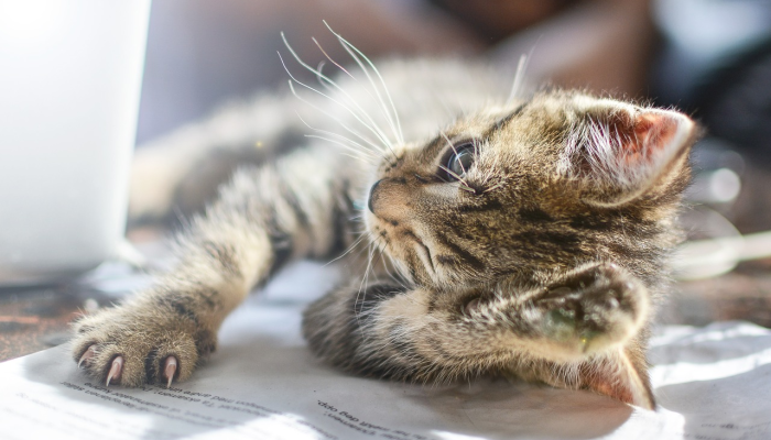 开挂辅助工具“哈狗游戏开挂辅助软件”详细开挂玩法 开挂辅助工具“哈狗游戏开挂辅助软件”详细开挂玩法