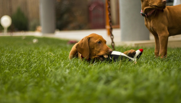 开挂辅助工具“哈狗游戏开挂辅助软件”详细开挂玩法 开挂辅助工具“哈狗游戏开挂辅助软件”详细开挂玩法