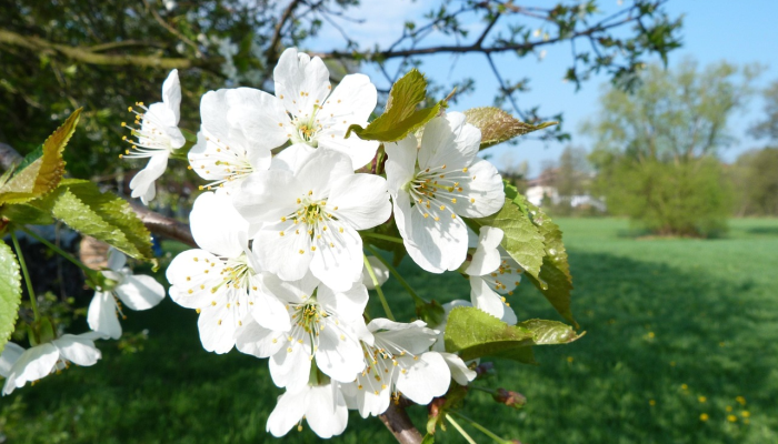 推荐一款”樱花之盛免费挂”分享用挂教程 推荐一款”樱花之盛免费挂”分享用挂教程