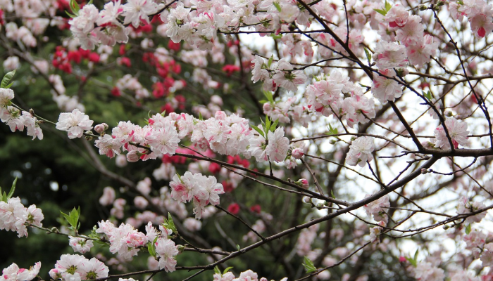 推荐一款”樱花之盛免费挂”分享用挂教程 推荐一款”樱花之盛免费挂”分享用挂教程