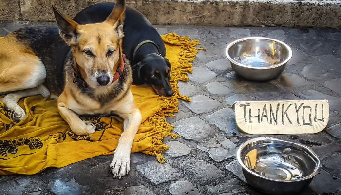 可用版本“同城比鸡买挂被骗”其实确实有挂