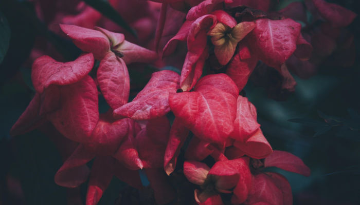 1分钟学会“樱花之盛有挂吗”(原来确实是有挂) 1分钟学会“樱花之盛有挂吗”(原来确实是有挂)