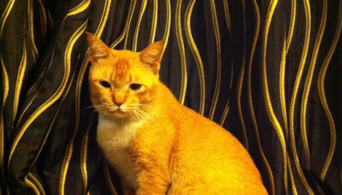 开挂辅助工具“哈狗麻将可以开挂吗”(曝光透视必备猫腻) 开挂辅助工具“哈狗麻将可以开挂吗”(曝光透视必备猫腻)