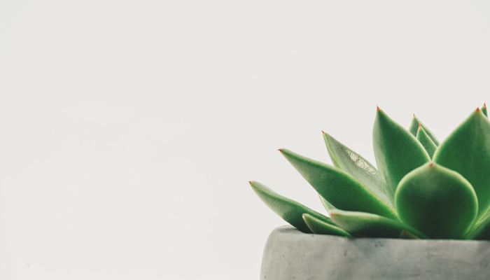 最新教你“哈糖大菠萝有挂吗!详细分享装挂步骤