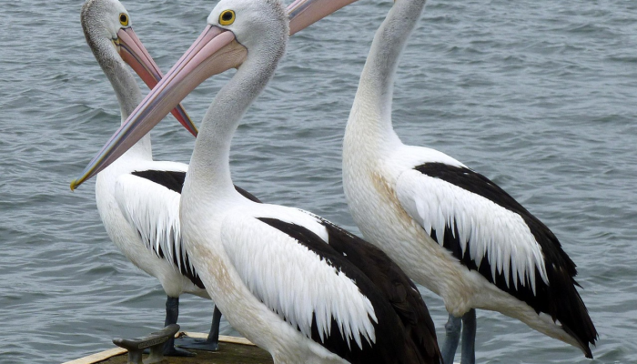 研究：尽管有相关规定，鲨鱼仍以惊人的速度被杀