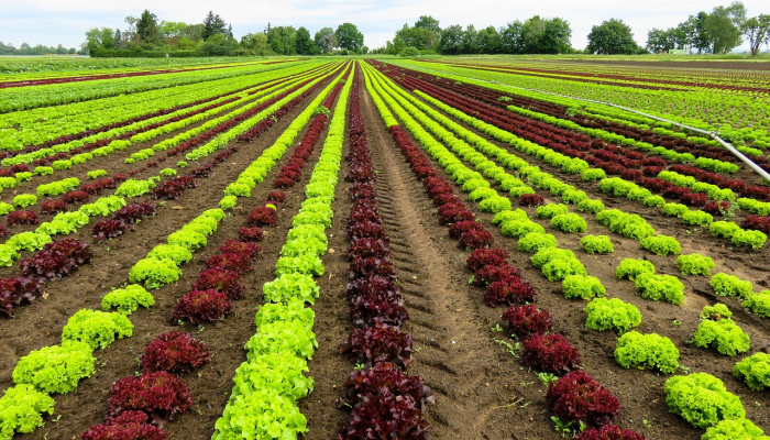 农业食品监管机构将在未来两周内开始工作