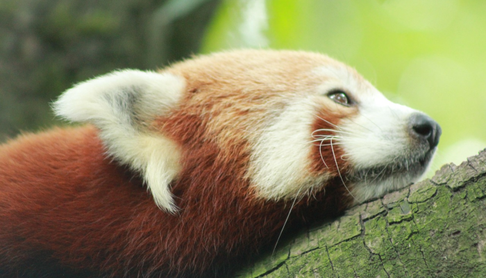 伦敦动物园的动物们站在磅秤上进行年度称重 伦敦动物园的动物们站在磅秤上进行年度称重