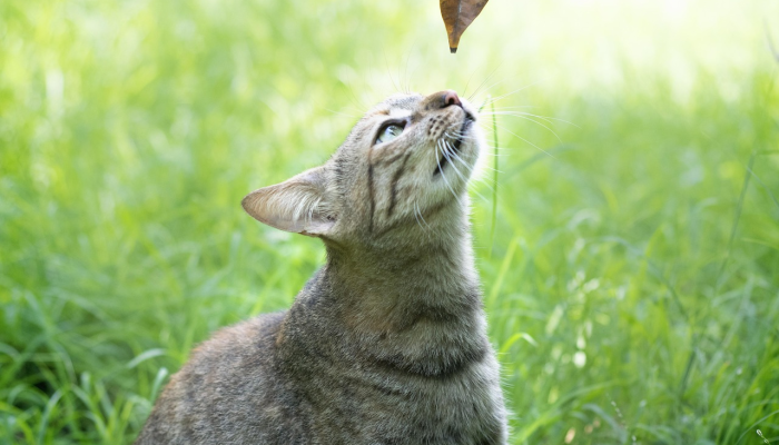 德尔托纳讨论可能的宠物新规定这就是它们 德尔托纳讨论可能的宠物新规定这就是它们