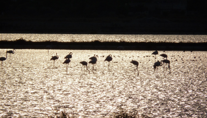 《虚构》和《飞越加州》将在未来世界上映 《虚构》和《飞越加州》将在未来世界上映