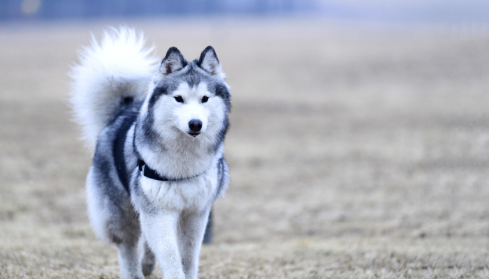 在沙特阿拉伯沙漠中发现的夜间发光的有毒生物这是一个新物种 在沙特阿拉伯沙漠中发现的夜间发光的有毒生物这是一个新物种
