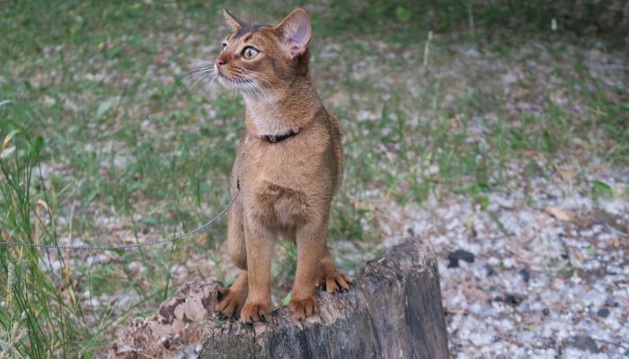 巴特西的小狗和小猫对母狮表示支持 巴特西的小狗和小猫对母狮表示支持
