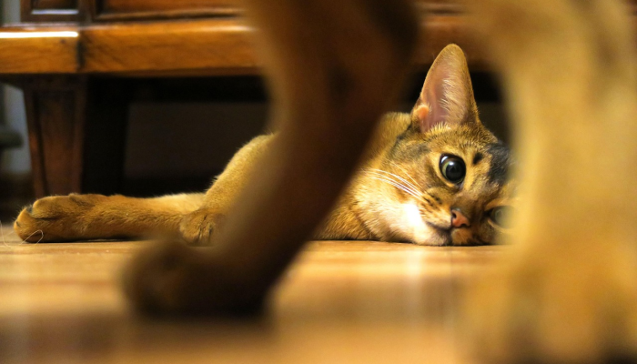 巴特西的小狗和小猫对母狮表示支持 巴特西的小狗和小猫对母狮表示支持