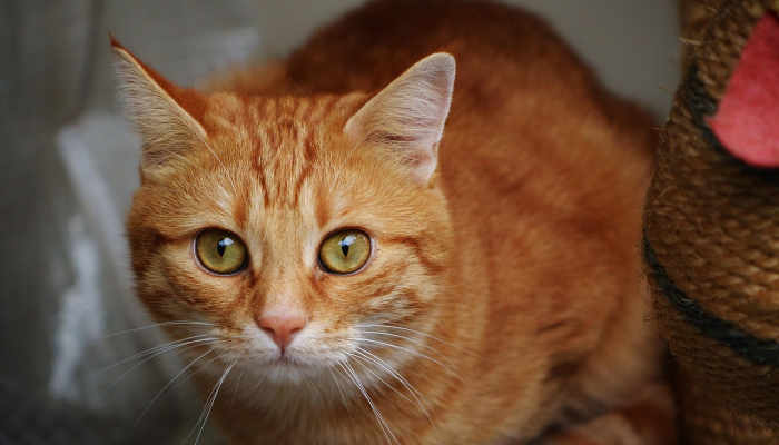 快查:老虎的皮毛下面真的有条纹吗? 快查:老虎的皮毛下面真的有条纹吗?