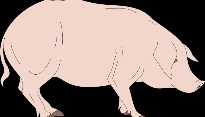 “梨形”生物——有着不寻常的生殖器——在澳大利亚被发现看到新物种