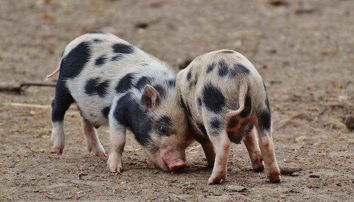 《行尸走肉》的创作者认为忠实的动画改编“会很有趣”