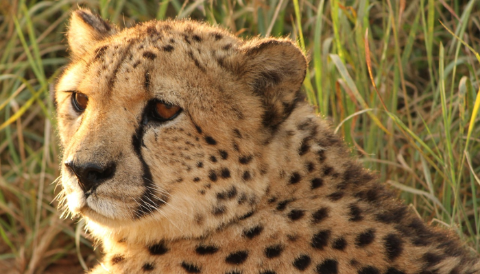 在中央邦的库诺国家公园，纳米比亚猎豹阿莎产下了三只幼崽