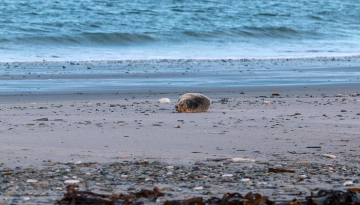 “失踪”的海洋生物在威尔士游客附近浮出水面照片显示了这位罕见的游客 “失踪”的海洋生物在威尔士游客附近浮出水面照片显示了这位罕见的游客
