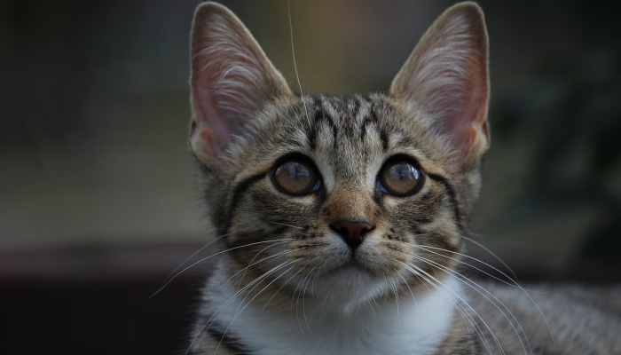 兽医解释了猫的6种奇怪行为，从吃草到坐在猫砂盆里